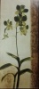 18250754